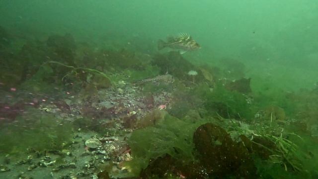 Ratfish