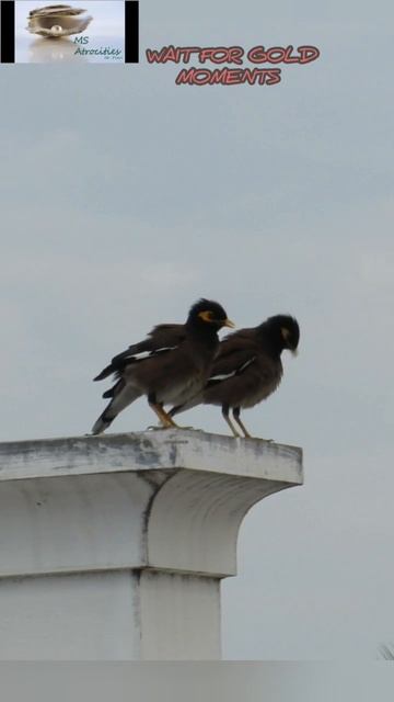Twin Bird's Photography #birdlife #wildlifephotography #canonphotography #powershot #zoom #twins