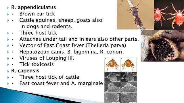 Ticks Rhipicephalus