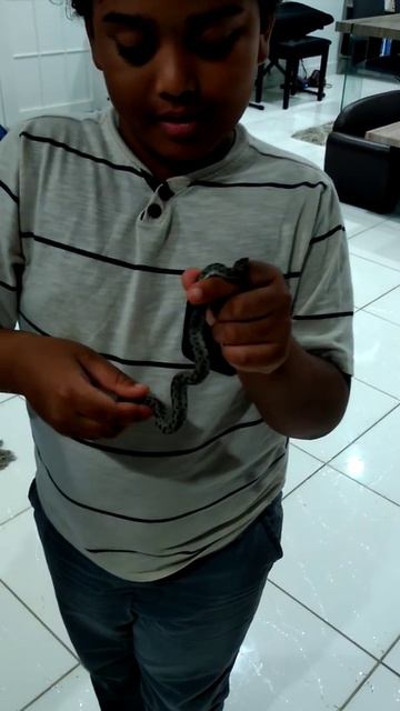Thevan & Narayan with Turks & Caicos pygmy boa constrictor