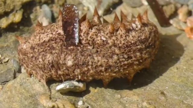 Holothuria sp (Sea cucumber) from Greece (3)