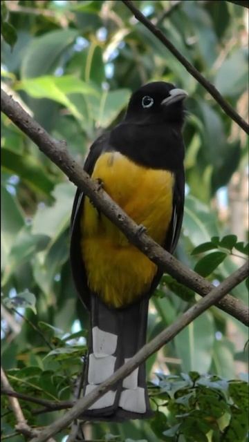 Black Headed Trogon #shortsfeed #shortsvideo #shorts #calm #relaxing #wildlife #nature #birds