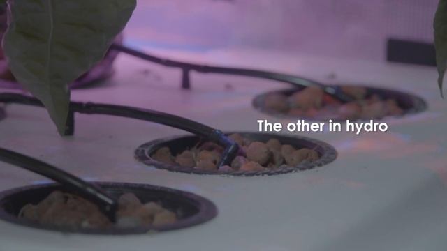 Growing Carolina Reapers INDOORS with Gorilla Grow Tent and Kind LED Grow Lights