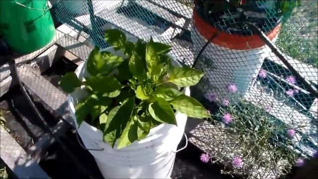 Outdoor Hydroponics Growing Season 2016 Part 2