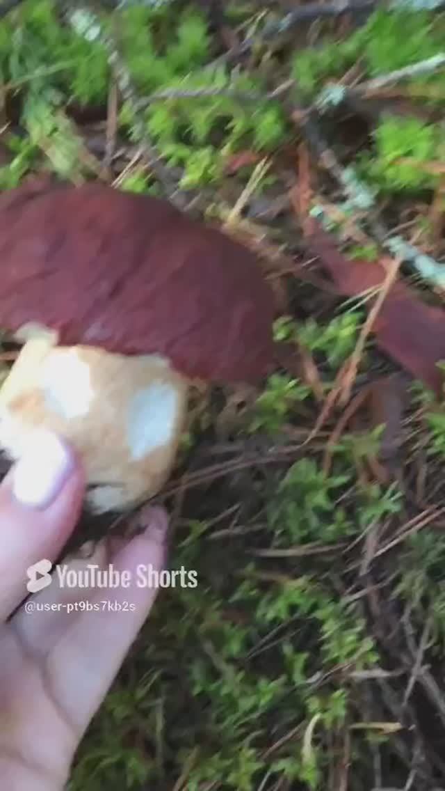 У нас сегодня первенец#Today we have our first child #sorts #лес #forest #белые
