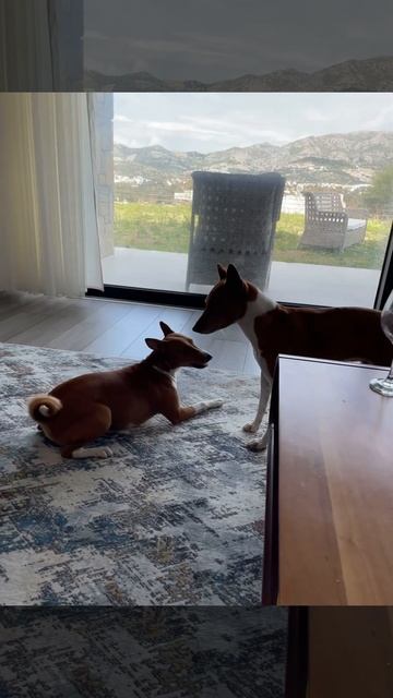 Молчаливая собака заговорила#dog #animalidivertenti #dogs #турция #farmer #funnyanimals #chatsdrôle