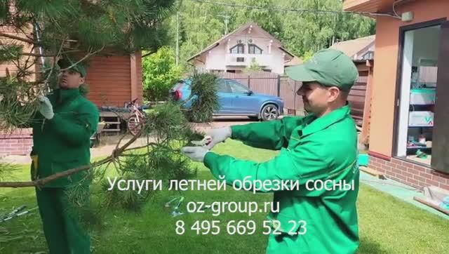 Услуги летней обрезки сосны на даче. Выезд Агрономов по Москве и области. Звоните и заказывайте!