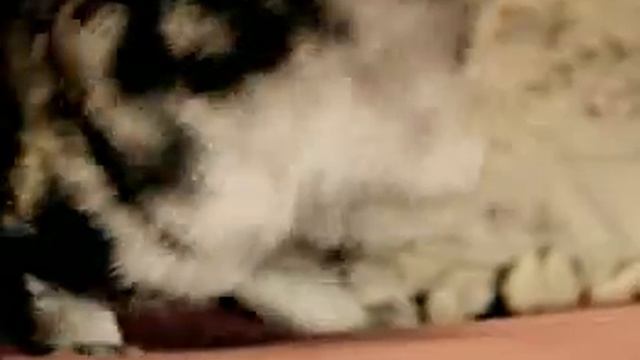 Goal cat