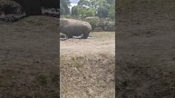 rino, girafa e zebra (2)