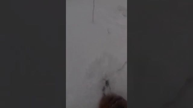 Охота 26.12.2021