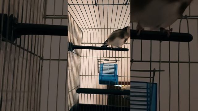 пение щегла в домашних условиях🔥