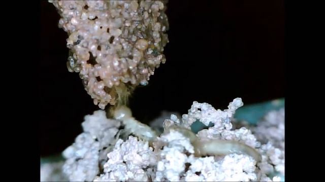 Canal termitico de progresion, video 2 termiteros Grupo Rubio