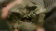 Misteri Titanoboa Ular Terbesar Yang Pernah Hidup di Dunia