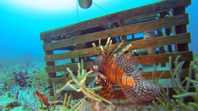 Lionfish Slayer "The Punch"