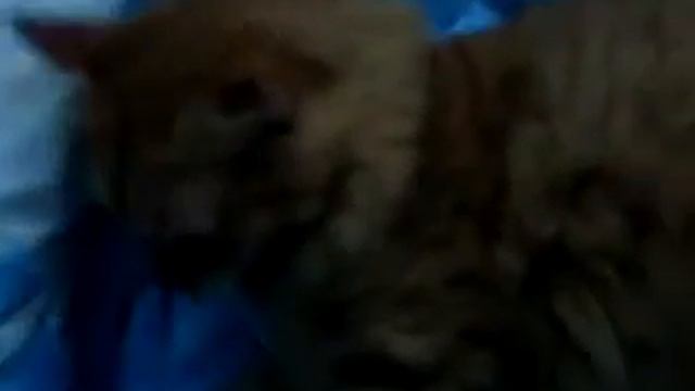 котик и символ года!
