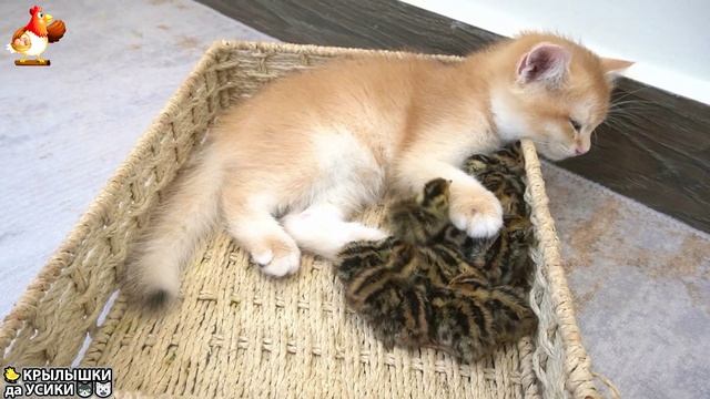 Утята и Цыплята - Кошки и котята (162) Хвостики да Усики ❣️🥰😂