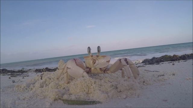 Curious Ghost Crab turns off GoPro