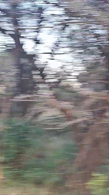 Lesser Kudu