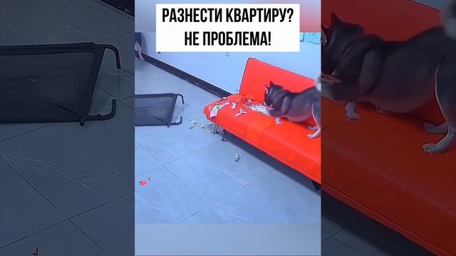 Очень смешное видео с собаками😹