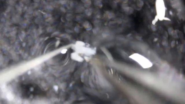 How to dissect male and female reproductive tracts of Drosophila