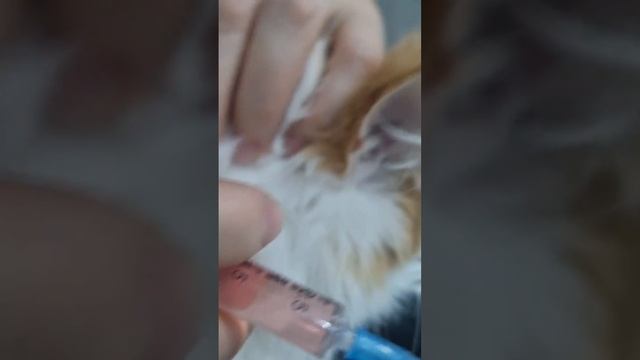 Мы кошке делаем укол!