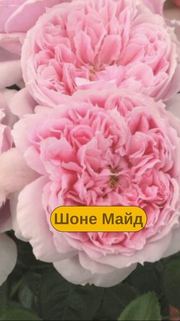 Ханс Юрген Эверс