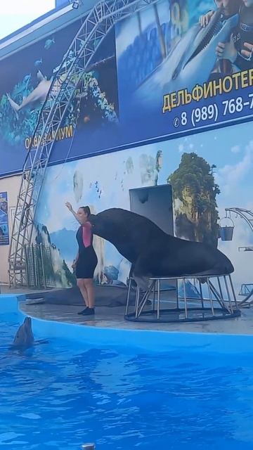 #морскойлев #морской #лев #голубицкая #дельфинарий