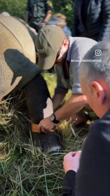 Rhino collaring