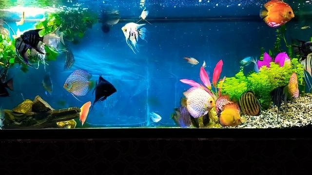 Angelfish Discus 🐟🐠