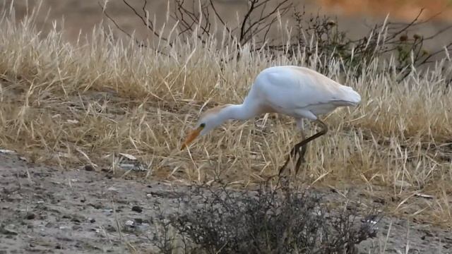 Western Cattle Egret, Египетская Цапля, Γελαδάρης, Bubulcus ibis