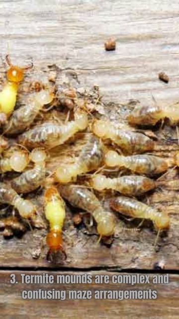 5 Unique Facts about Termites