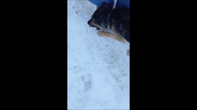Собака. Овчарка. Том....