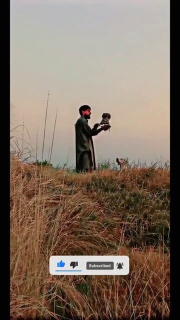 باز فالکن شکار کے لئے تیار/Bazz falcon prey #youtubeshorts #falcon #viral #youtube