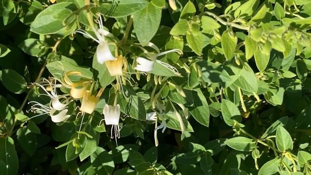 Lonicera japonica