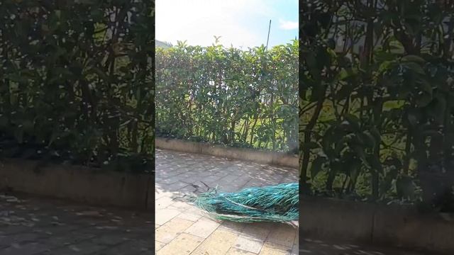 Гагрипш курортный комплекс- Гагра 2024 Абхазия