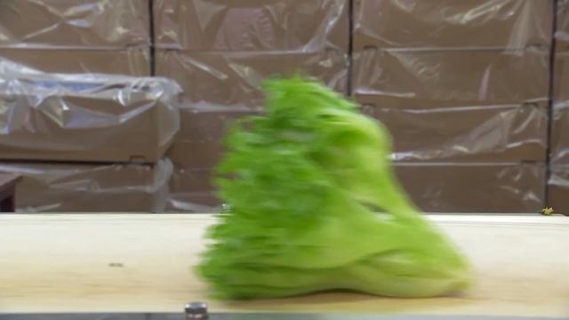 Grüne Fee - kuidas kasvavad taimed?