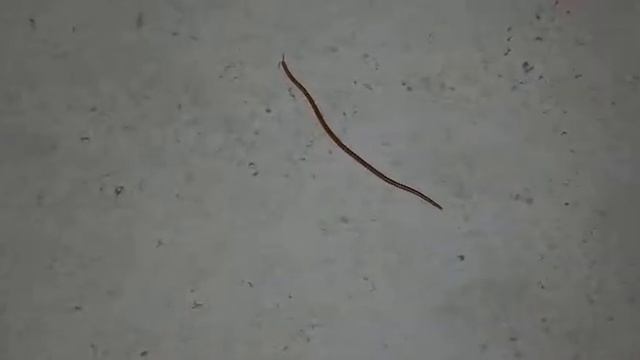 Reno Atau Lenyai Binatang Berdarah Biru