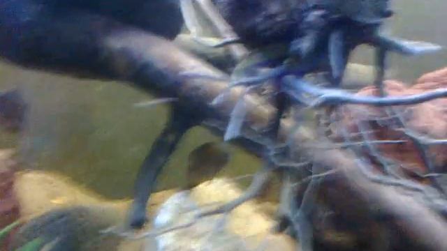 Ciclidos! heros efasciatus  Andinoacara rivulatus green terror!