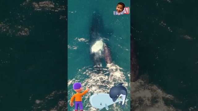 DOLPHINS & WHALES: How they breathe and sleep #short #shorts #shortvideo #shortsvideo #science