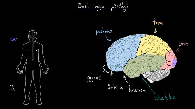 BOSH MIYA P`OSTLOG`I (KHAN ACADEMY UZBEK)