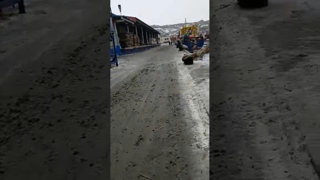 Сивучи обшаглели.