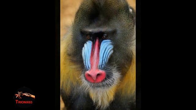 El mandril mas grande del mundo (uno de de los monos mas peligroso del mundo)