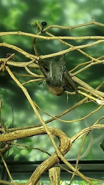 Real Vampire Bats