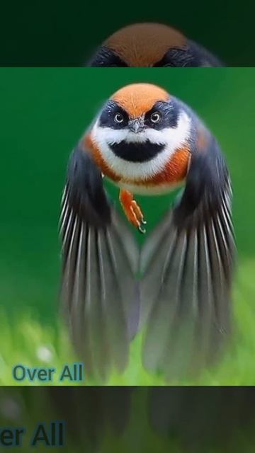 Very beautiful birds, which one is your favorite 🦜🕊️🐦🐥