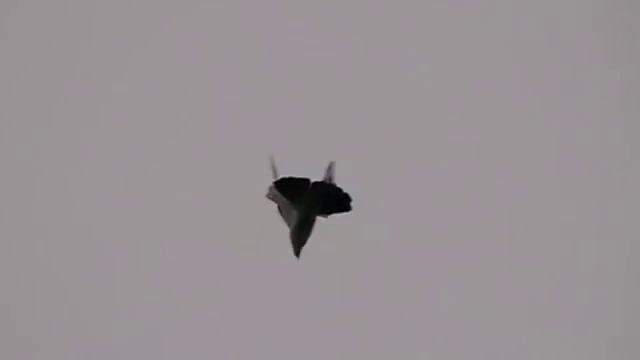 Голуби Донецка 7.04.2013г.