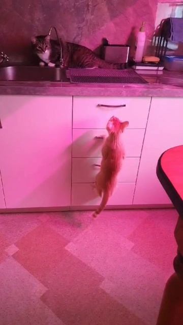 Покорение новых вершин