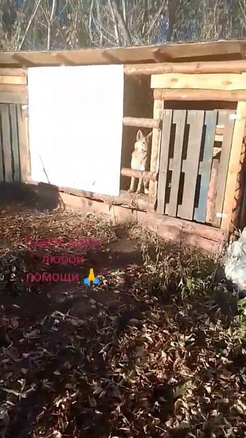 Приют для брошенных животных 🙏 2202200572624946Наталья Геннадьевна ♥️