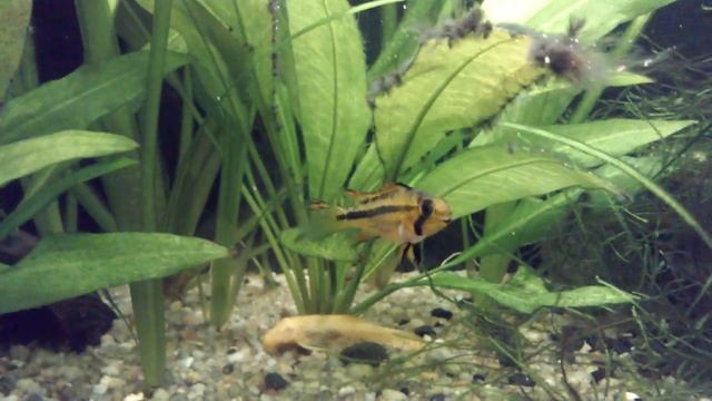 Pregnant Kakadu Cichlid