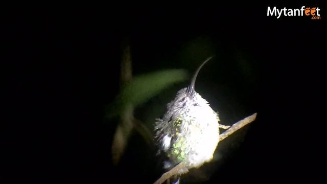 MONTEVERDE NIGHT WALK: Is it worth it? What animals do you see?
