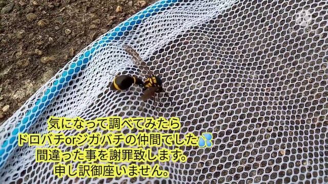 【実写】家の中にドロバチorジガバチの仲間がいたので観察&弱っていたので水をあげて救出活動をしました。